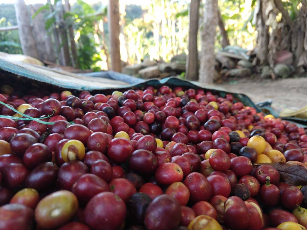NEW Direct Trade Organic from Bolivia