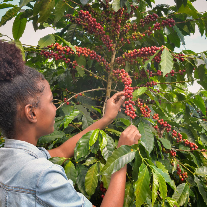 Feature: Uganda Mount Elgon