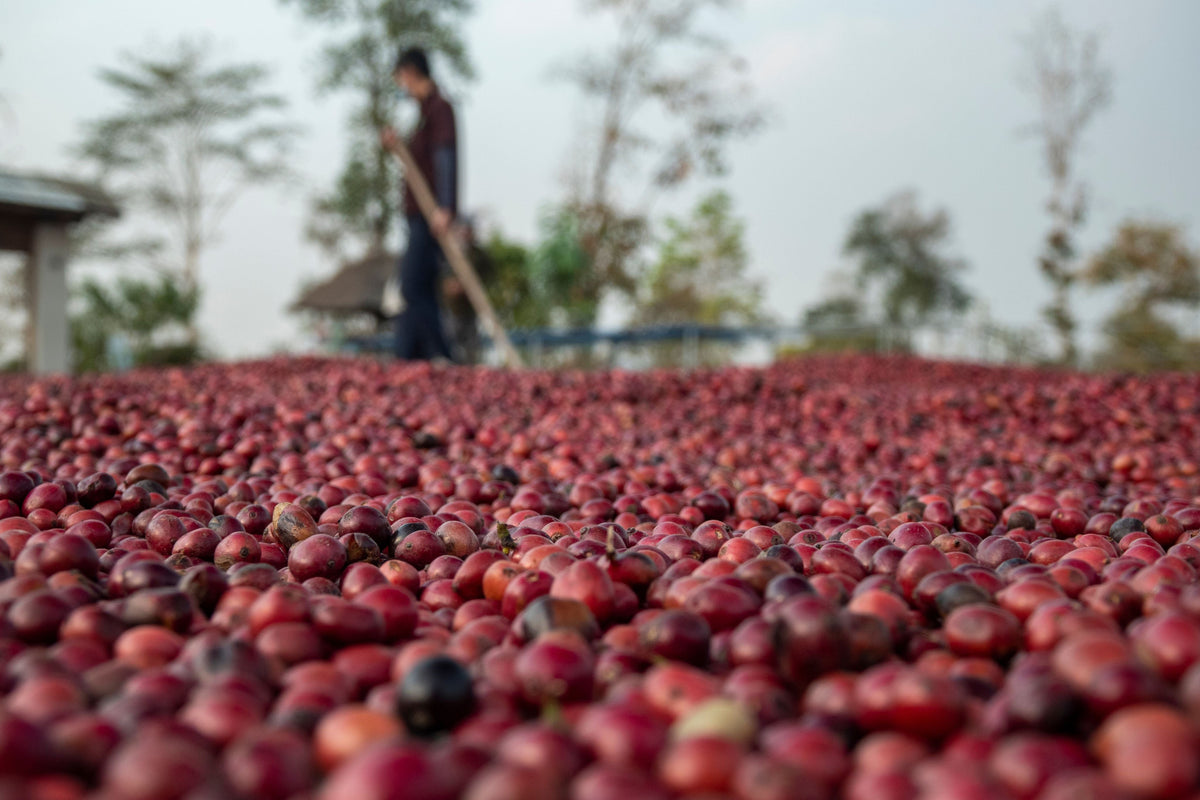 Natural Processed Coffee - What Is It And Why Is It So Popular?