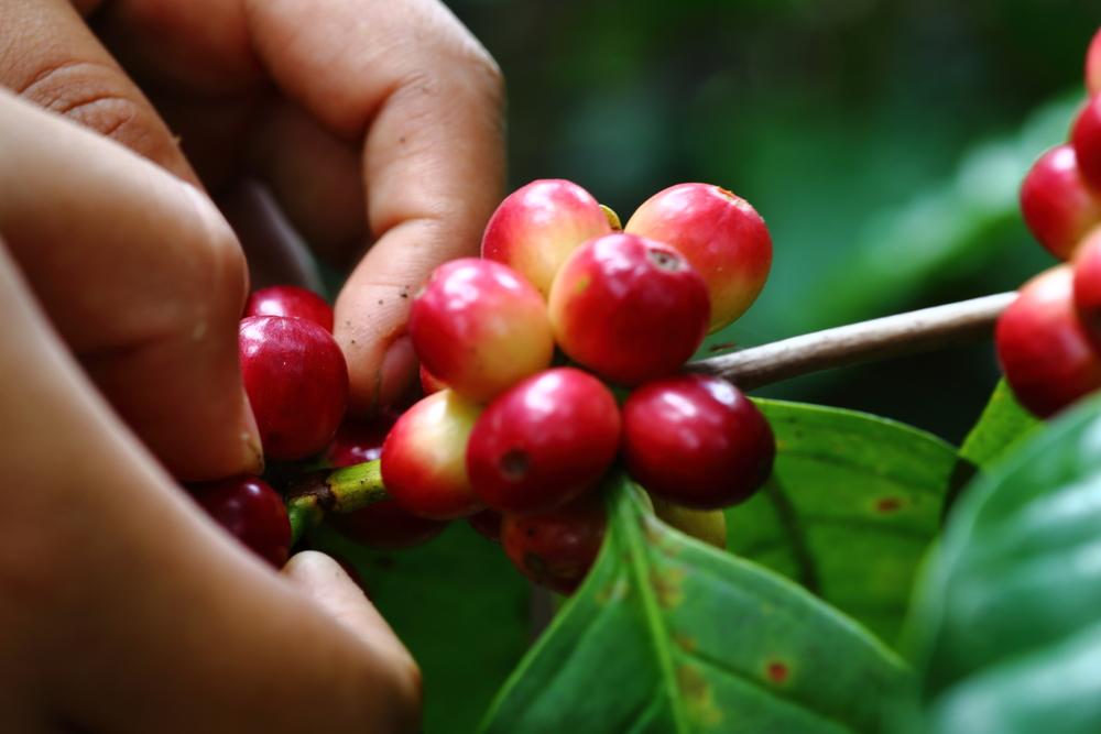 Growing the Perfect Coffee