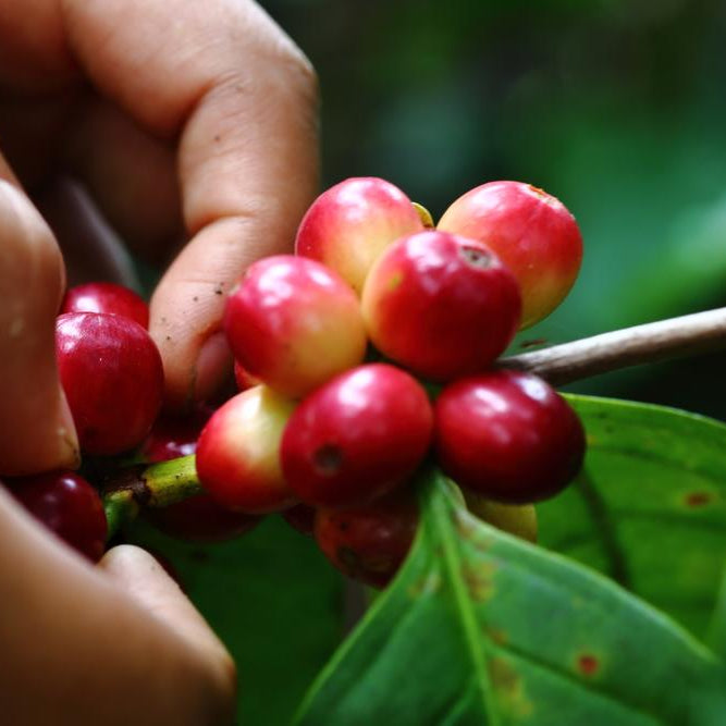 Growing the Perfect Coffee