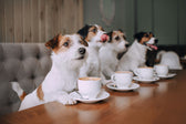 Animals and Coffee