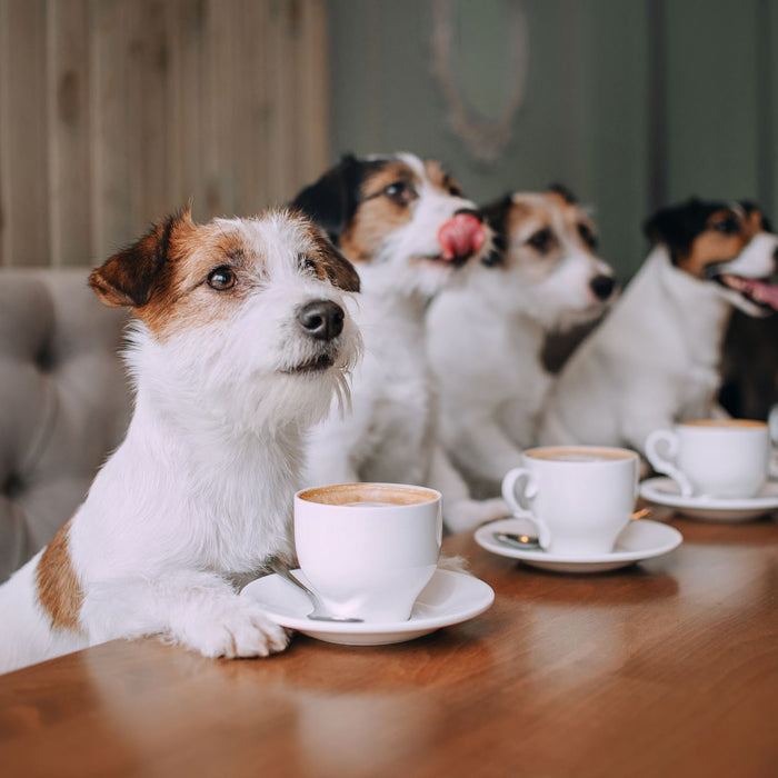 Animals and Coffee