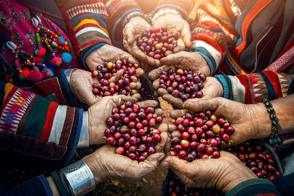 Looking for something truly extraordinary? Direct-trade and Micro-lot Coffees are the way to go