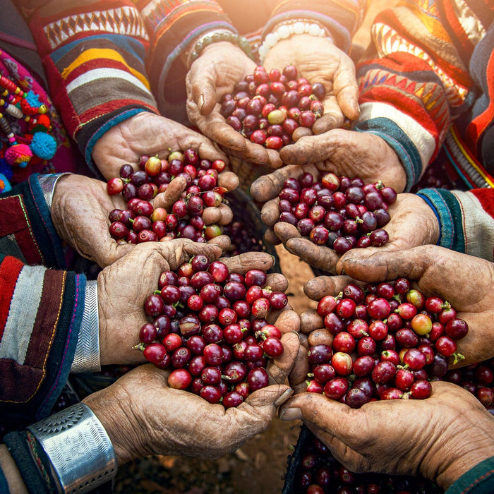 Looking for something truly extraordinary? Direct-trade and Micro-lot Coffees are the way to go