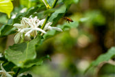 Have You Tried Organic Coffee? Here's Why You Should