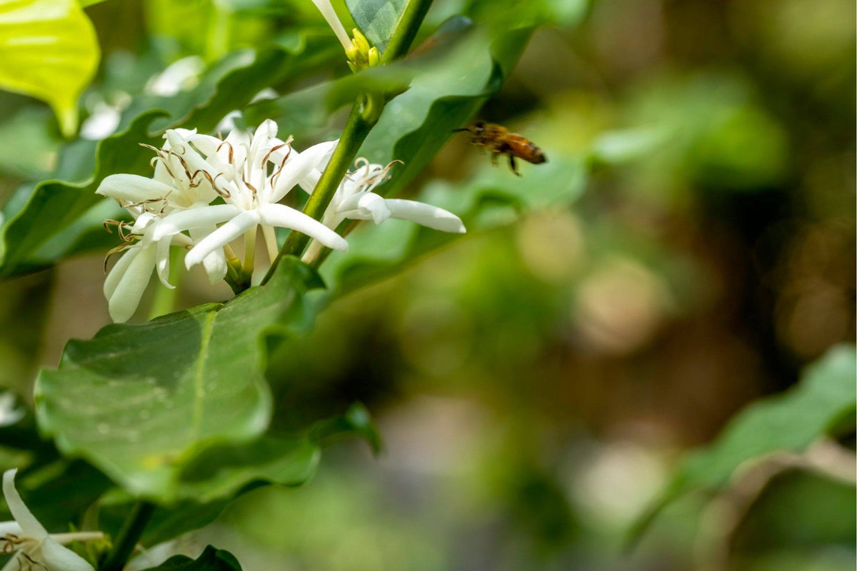 Have You Tried Organic Coffee? Here's Why You Should