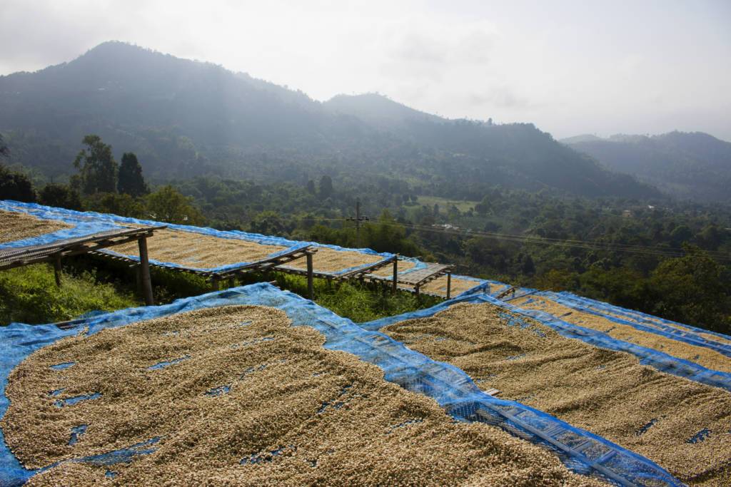 How Coffee Is Processed - What Happens Before Beans Get To The Roaster