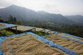 How Coffee Is Processed - What Happens Before Beans Get To The Roaster