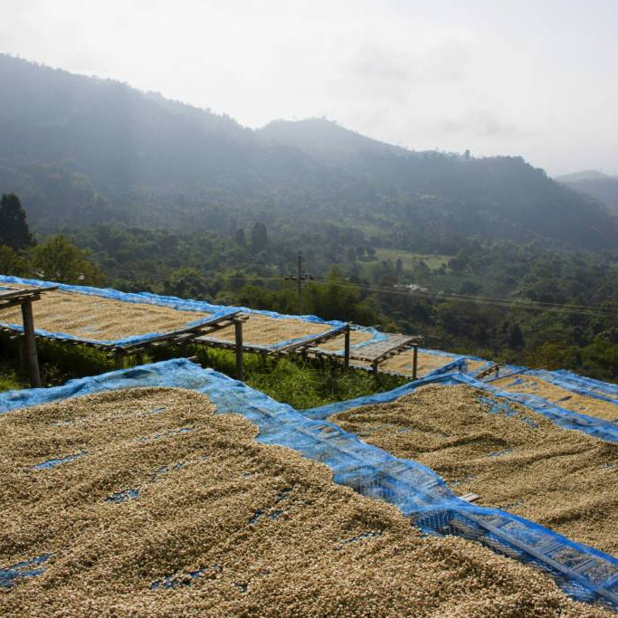 How Coffee Is Processed - What Happens Before Beans Get To The Roaster
