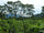 Central America Coffee Tour