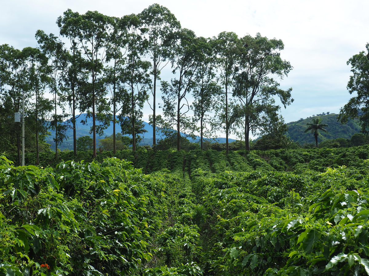 Central America Coffee Tour