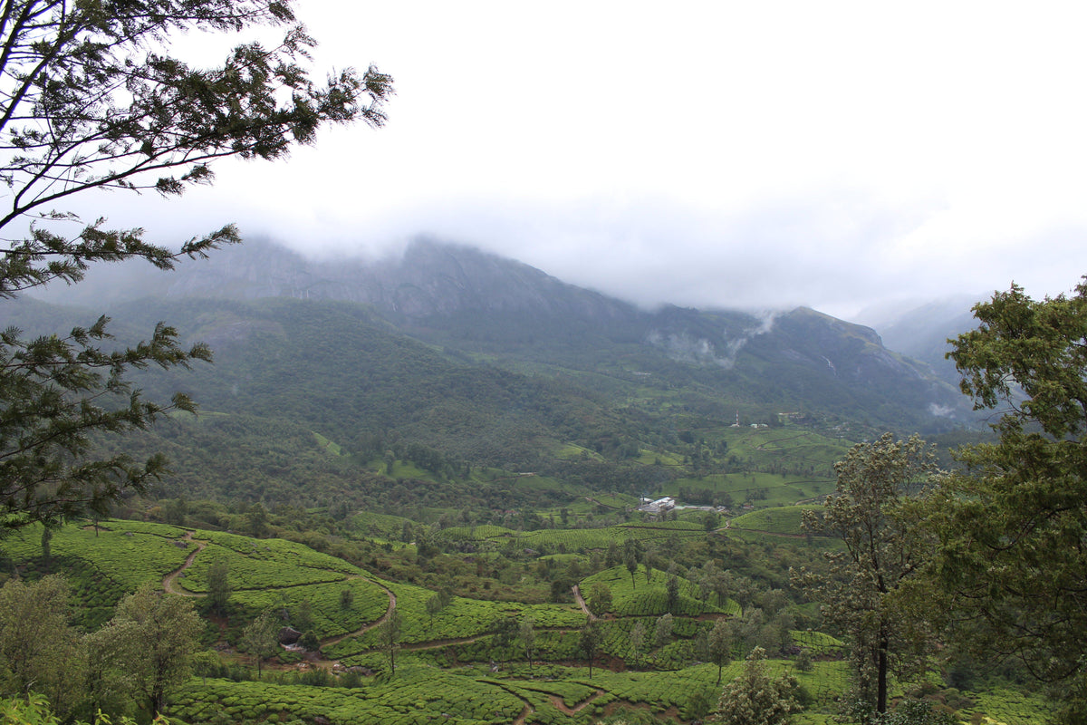 India Coffee Tour