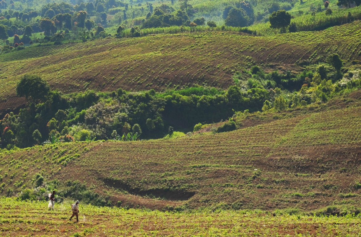 Indonesia Coffee Tour
