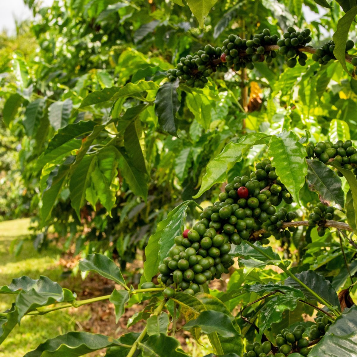 Hawaiian Coffee