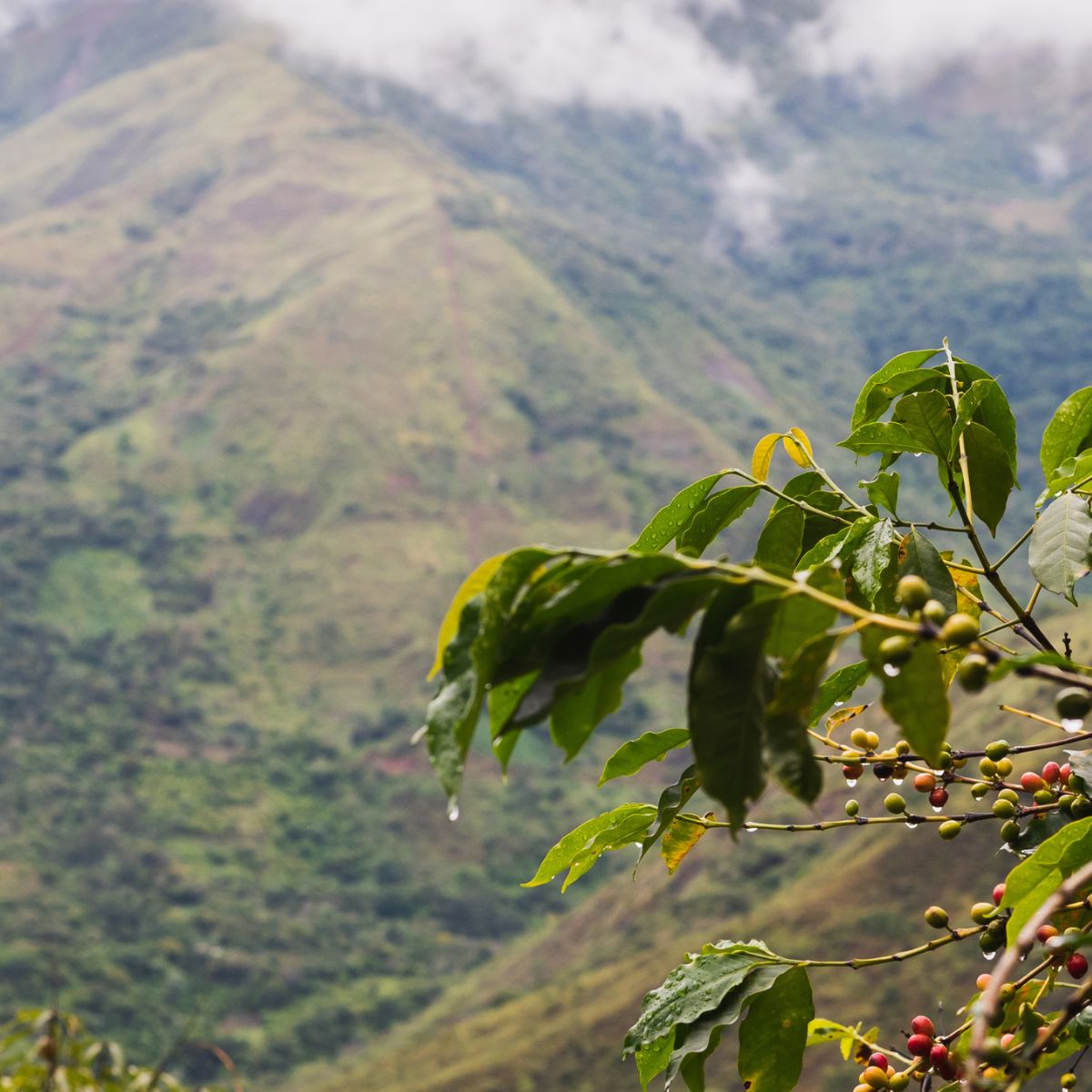 South American Coffee