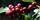 Coffee tree with ripe coffee cherries