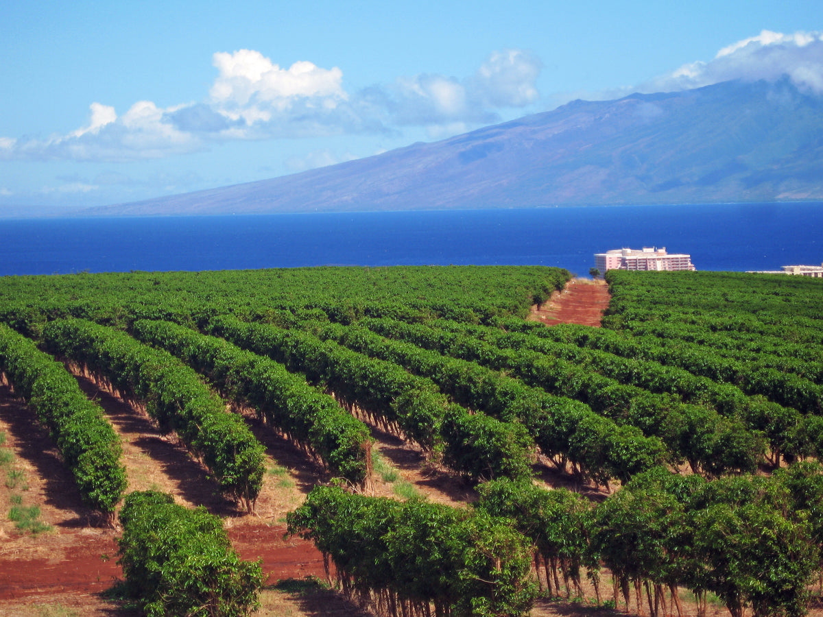Maui Coffee Farm
