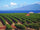 Maui Coffee Farm